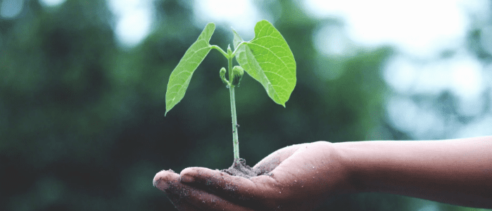 plant